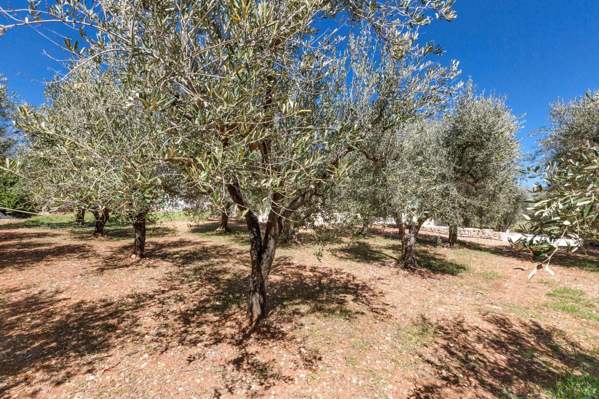 Trulli Ulivo Di Puglia By Barbarhouse Villa Selva Di Fasano Eksteriør billede